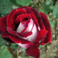 Все в сад   роза чайно-гибридная осирия (в тубе) превью