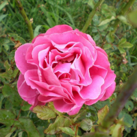 Все в сад   роза чайно-гибридная пинк пис (в тубе) превью