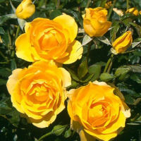 Все в сад   роза флорибунда голден дримс (в тубе) превью