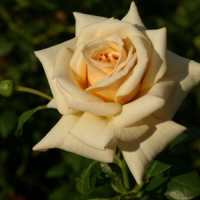 Все в сад   роза чайно-гибридная карамель (в тубе) превью