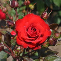 Все в сад   роза флорибунда еуропеана (в тубе) превью