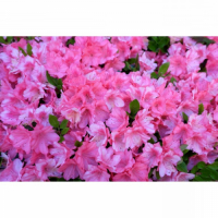 Цветочный Альянс   рододендрон розовый (в тубе) превью