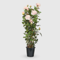Tianjin   Роза Tianjin в кашпо кремово-розовая искусственная, 137 см превью