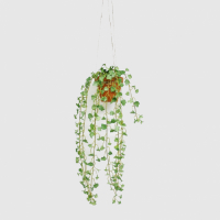 Конэко-О   Плющ Конэко-О ампельный с мелким листом, высота 60 см, в кашпо 14х14х12 см превью